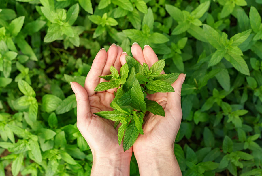 10 Wonderful Benefits Of Tulsi Leaf